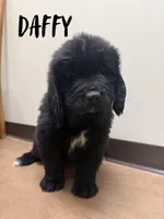 Daffy, a male Newfoundland for sale in Beloit, OH – Photo 1 of 7