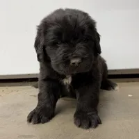 Daffy, a male Newfoundland for sale in Beloit, OH – Photo 3 of 7