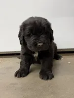 Daffy, a male Newfoundland for sale in Beloit, OH – Photo 1 of 5