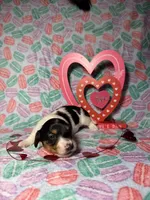 Owl, a male Miniature Dachshund for sale in Beloit, OH – Photo 1 of 7