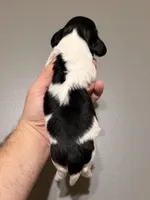 Owl, a male Miniature Dachshund for sale in Beloit, OH – Photo 3 of 7