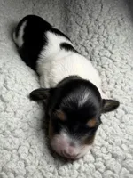 Owl, a male Miniature Dachshund for sale in Beloit, OH – Photo 5 of 7