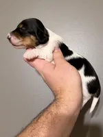 Owl, a male Miniature Dachshund for sale in Beloit, OH – Photo 4 of 7