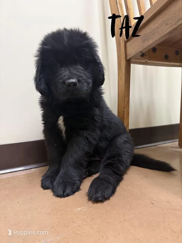 Taz – Newfoundland puppy for sale in Beloit, OH