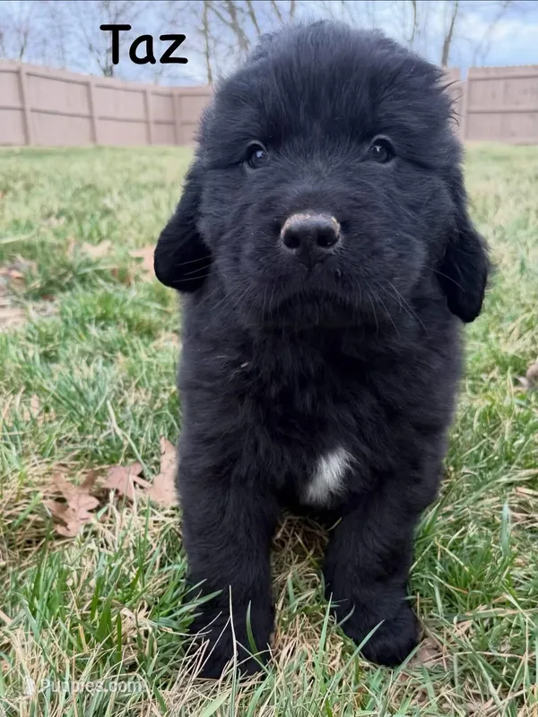 Taz – Newfoundland puppy for sale in Beloit, OH
