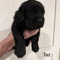 Taz, a male Newfoundland for sale in Beloit, OH – Photo 4 of 6