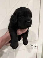 Taz, a male Newfoundland for sale in Beloit, OH – Photo 2 of 4