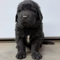 Taz, a male Newfoundland for sale in Beloit, OH – Photo 3 of 6