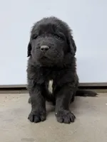 Taz, a male Newfoundland for sale in Beloit, OH – Photo 1 of 4