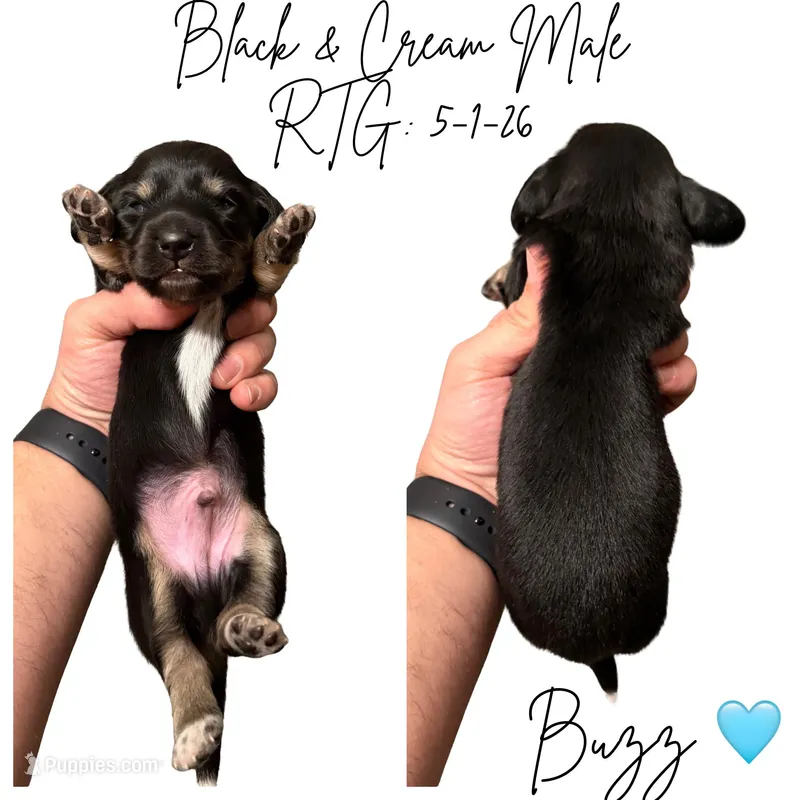 Buzz – Miniature Dachshund puppy for sale in Beloit, OH