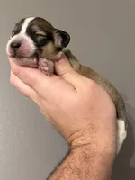 Anna, a female Miniature Dachshund for sale in Beloit, OH – Photo 2 of 7