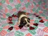 Anna, a female Miniature Dachshund for sale in Beloit, OH – Photo 1 of 7