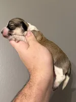 Anna, a female Miniature Dachshund for sale in Beloit, OH – Photo 3 of 7