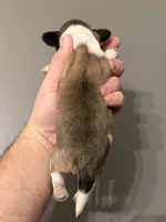 Anna, a female Miniature Dachshund for sale in Beloit, OH – Photo 4 of 7