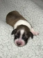 Anna, a female Miniature Dachshund for sale in Beloit, OH – Photo 5 of 7