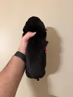 Buzz, a male Miniature Dachshund for sale in Beloit, OH – Photo 3 of 3