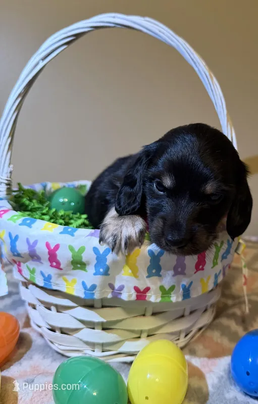 Buzz – Miniature Dachshund puppy for sale in Beloit, OH