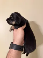 Buzz, a male Miniature Dachshund for sale in Beloit, OH – Photo 2 of 3