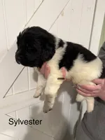 Sylvester, a male Newfoundland for sale in Beloit, OH – Photo 3 of 5