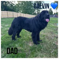 Sylvester, a male Newfoundland for sale in Beloit, OH – Photo 5 of 5