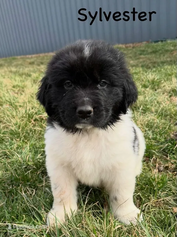 Sylvester – Newfoundland puppy for sale in Beloit, OH