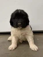 Sylvester, a male Newfoundland for sale in Beloit, OH – Photo 1 of 5