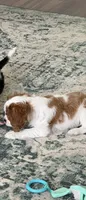 Rollo, a male Cavalier King Charles Spaniel for sale in Columbus, OH – Photo 3 of 3