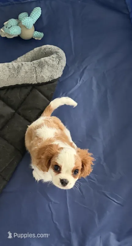 Rollo – Cavalier King Charles Spaniel puppy for sale in Columbus, OH