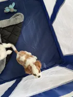 Rollo, a male Cavalier King Charles Spaniel for sale in Columbus, OH – Photo 2 of 3