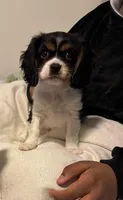 Rocco, a male Cavalier King Charles Spaniel for sale in Columbus, OH – Photo 2 of 2