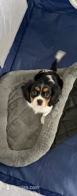 Rocco – Cavalier King Charles Spaniel puppy for sale in Columbus, OH