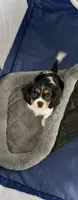 Rocco, a male Cavalier King Charles Spaniel for sale in Columbus, OH – Photo 1 of 2