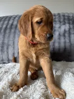 Red, a female Golden Retriever for sale in Bliss, NY – 6 of 10