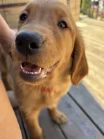 Red, a female Golden Retriever for sale in Bliss, NY – 10 of 10