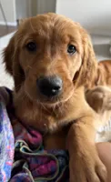 Red, a female Golden Retriever for sale in Bliss, NY – 7 of 10