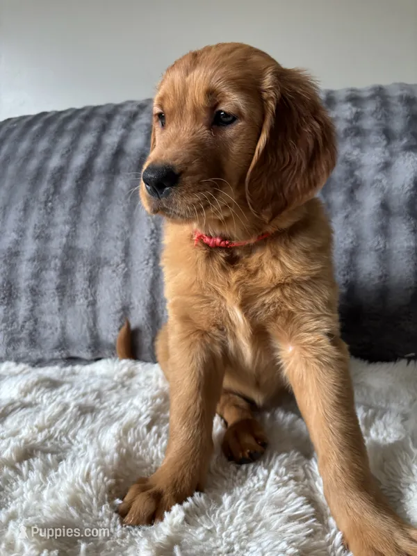 Red – Golden Retriever puppy for sale in Bliss, NY