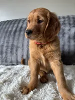 Red, a female Golden Retriever for sale in Bliss, NY – 1 of 10