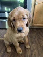 Red, a female Golden Retriever for sale in Bliss, NY – 8 of 10