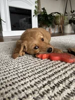 Red, a female Golden Retriever for sale in Bliss, NY – 4 of 10