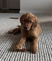 Red, a female Golden Retriever for sale in Bliss, NY – 9 of 10