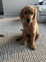 Red, a female Golden Retriever for sale in Bliss, NY – 2 of 10