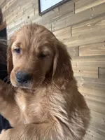 Red, a female Golden Retriever for sale in Bliss, NY – 5 of 10
