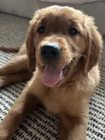 Red, a female Golden Retriever for sale in Bliss, NY – 3 of 10