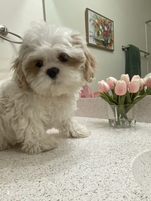 Peaches – Maltese, Shih Tzu puppy for sale in Fresno, CA