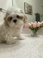 Peaches, a female Maltese and Shih Tzu for sale in Fresno, CA – 1 of 2