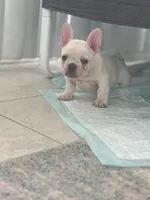 Rocko, a male French Bulldog for sale in Columbia, SC – Photo 2 of 5