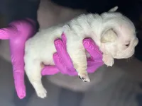 Rocko, a male French Bulldog for sale in Columbia, SC – Photo 3 of 5