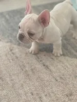 Rocko, a male French Bulldog for sale in Columbia, SC – Photo 4 of 5