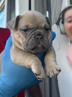 Bluey, a male French Bulldog for sale in Columbia, SC – Photo 4 of 4