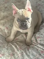 Bluey, a male French Bulldog for sale in Columbia, SC – Photo 2 of 4